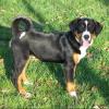 appenzeller-sennenhund.jpg