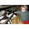 kaelber-kindergarten.jpg