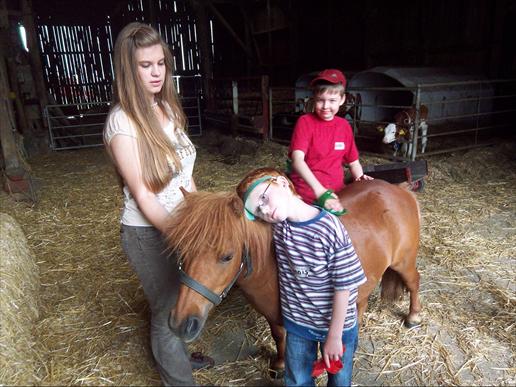 Shetlandpony-striegeln