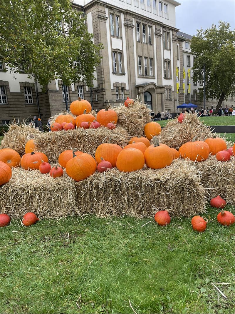 dekoration kuerbisfest kuerbisschnitzen