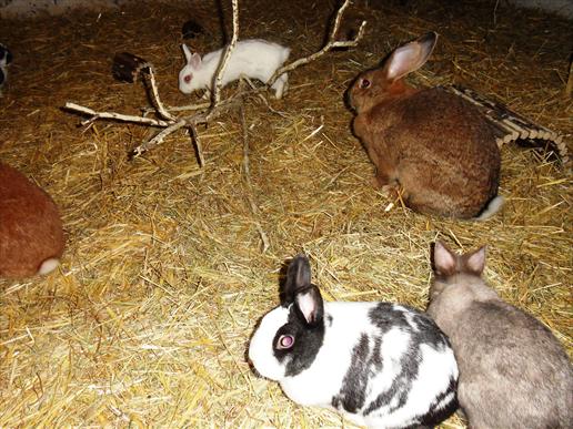 Süße Kaninchen abzugeben - Bauernhof Gut Hixholz