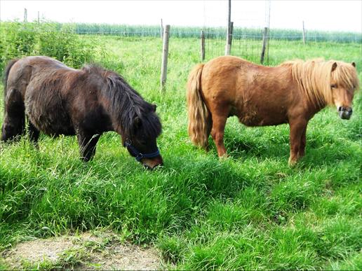 shetlandponys